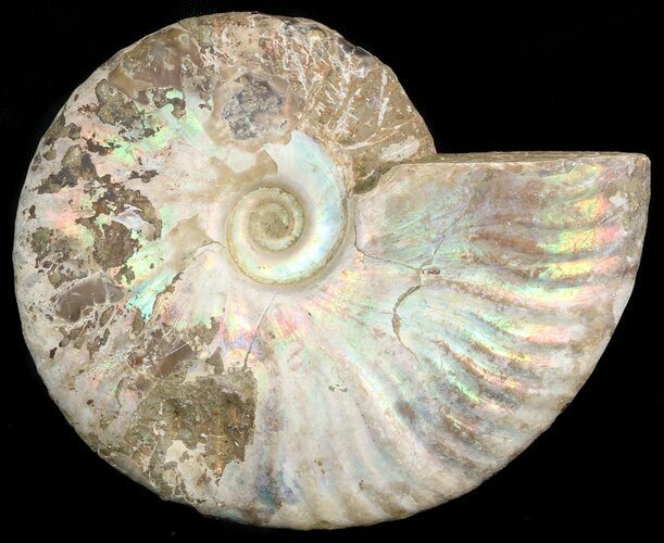Silver Iridescent Ammonite - Madagascar #47492